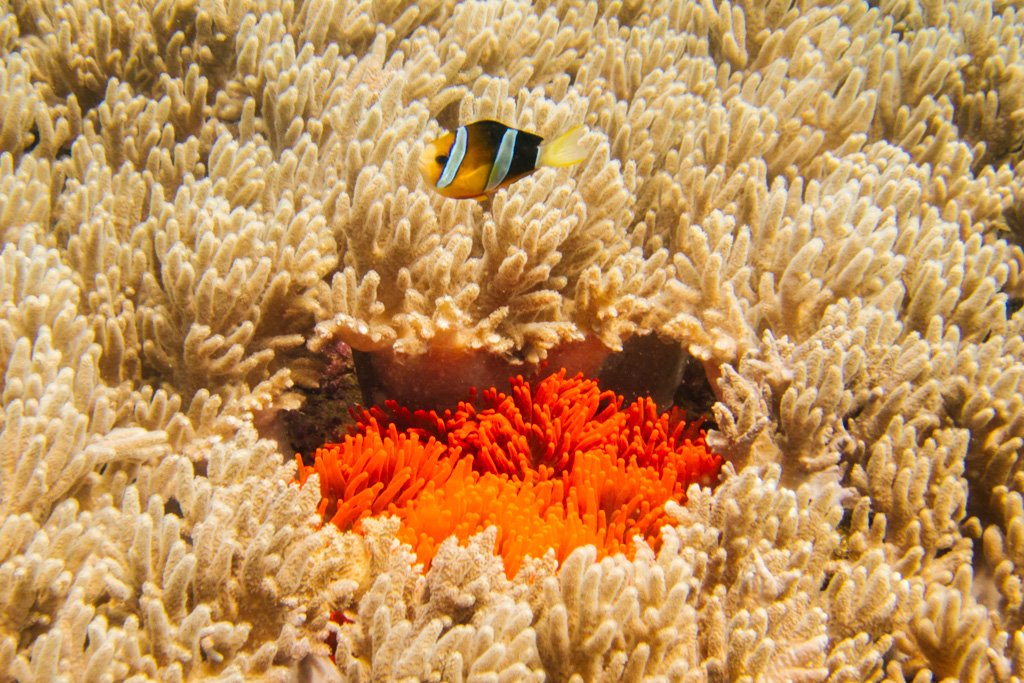 diving malapascua