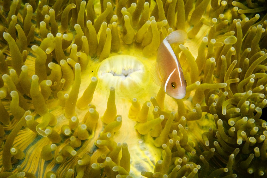 malapascua diving