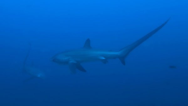 thresher sharks malapascua