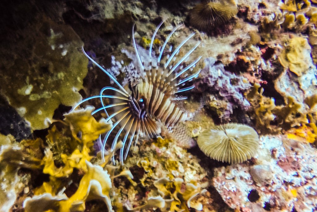 diving el nido