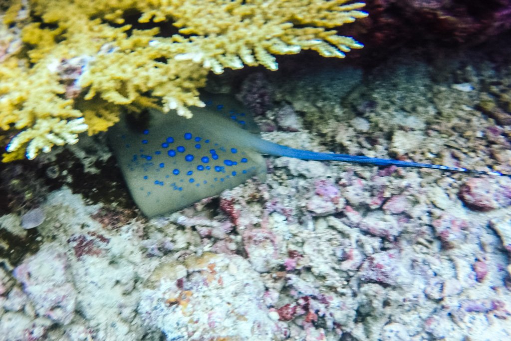 el nido diving