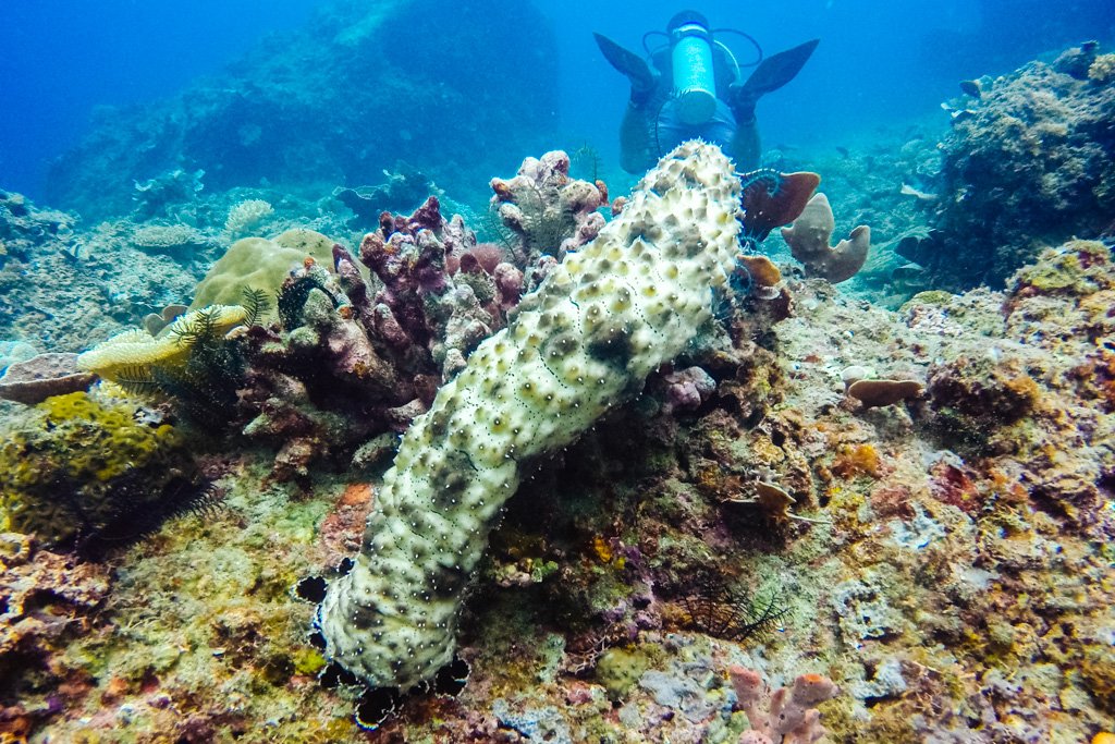 el nido diving