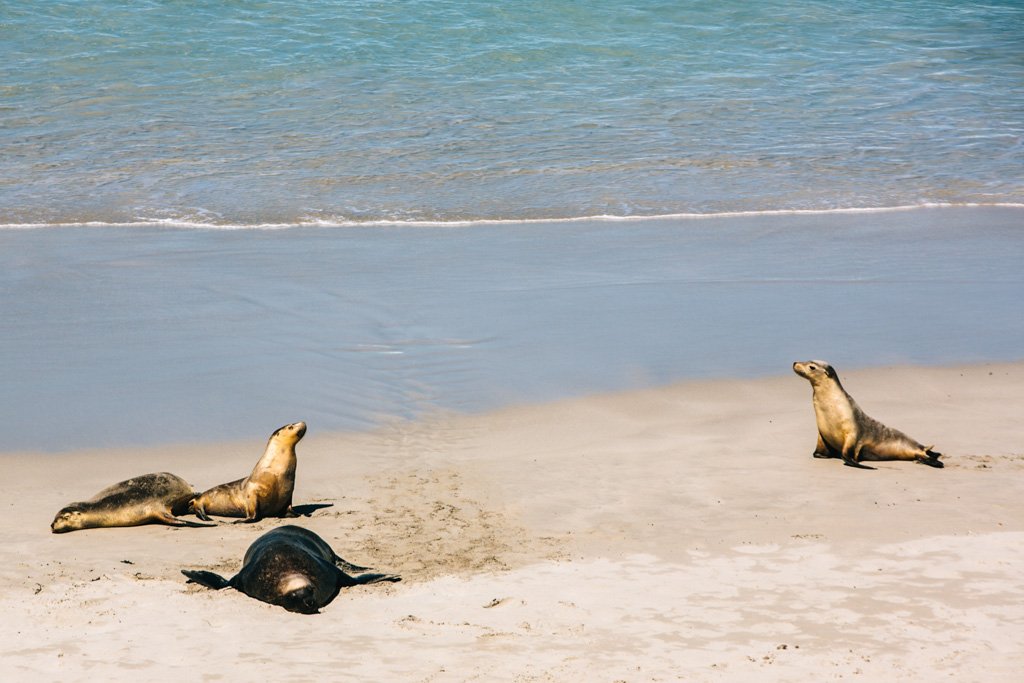 kangaroo island australia