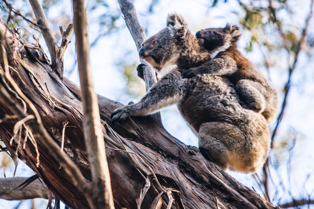 koala on kangaroo island