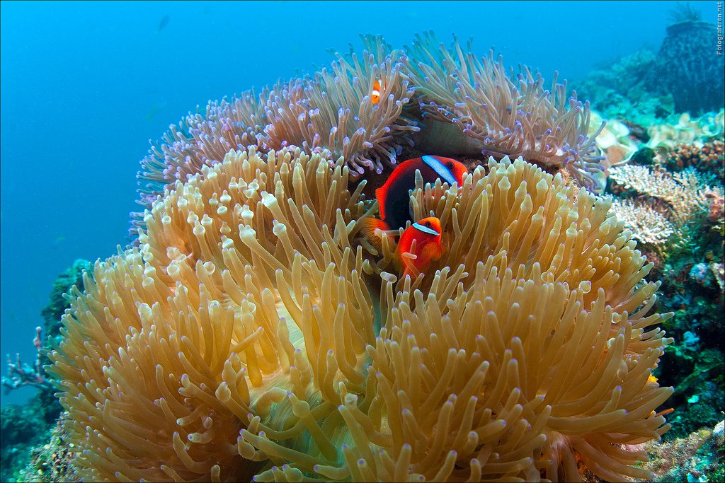 siargao diving