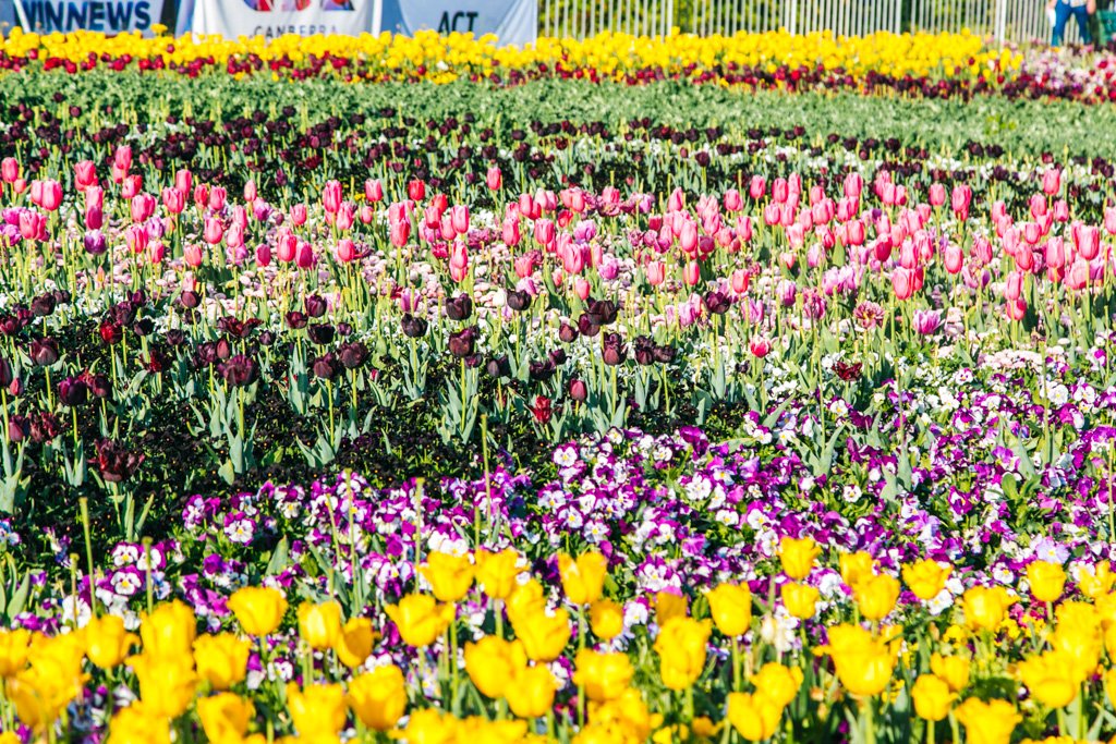 floriade canberra