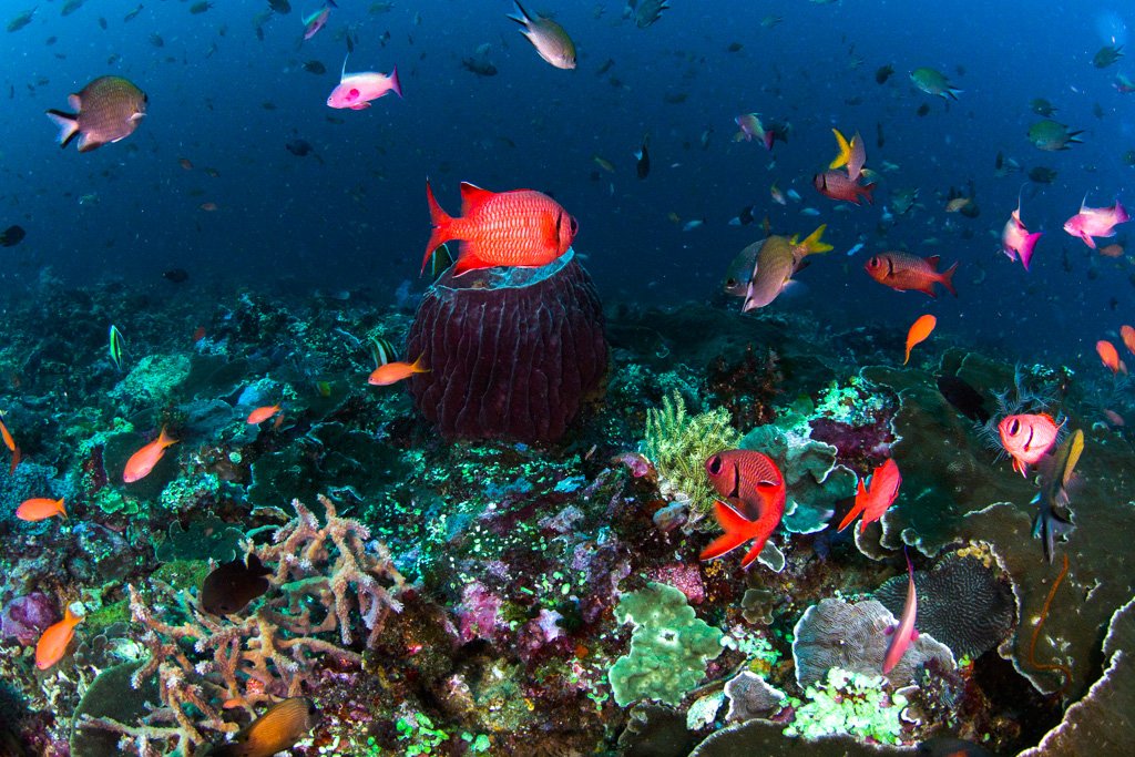 komodo scuba diving