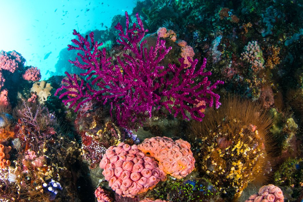 diving komodo