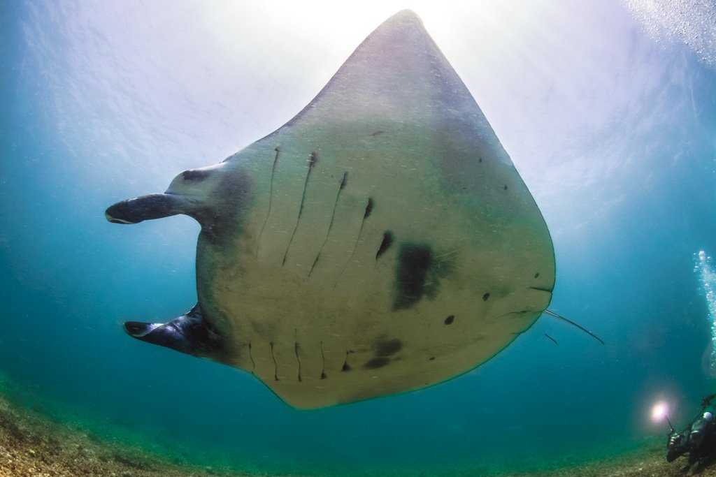 komodo manta ray