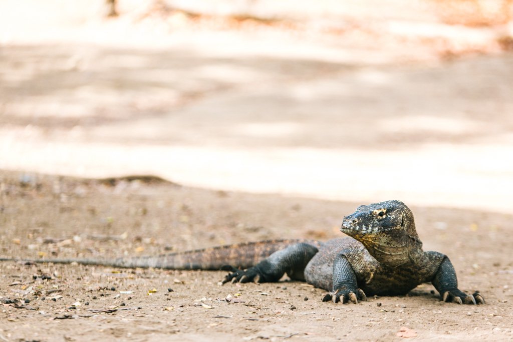 komodo dragons