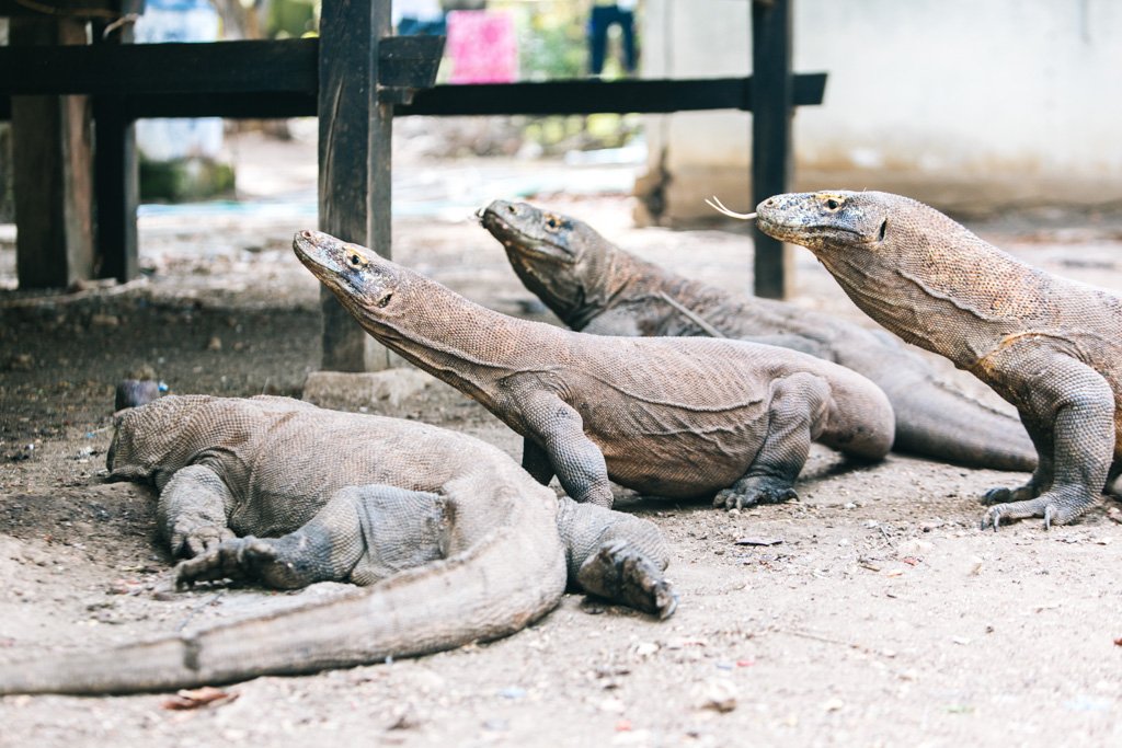 komodo dragons