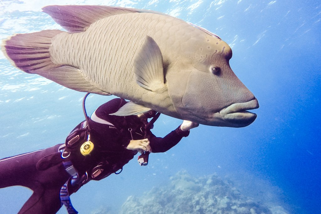 great barrier reef diving