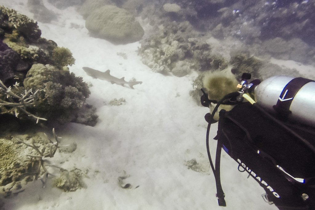 scuba diving great barrier reef