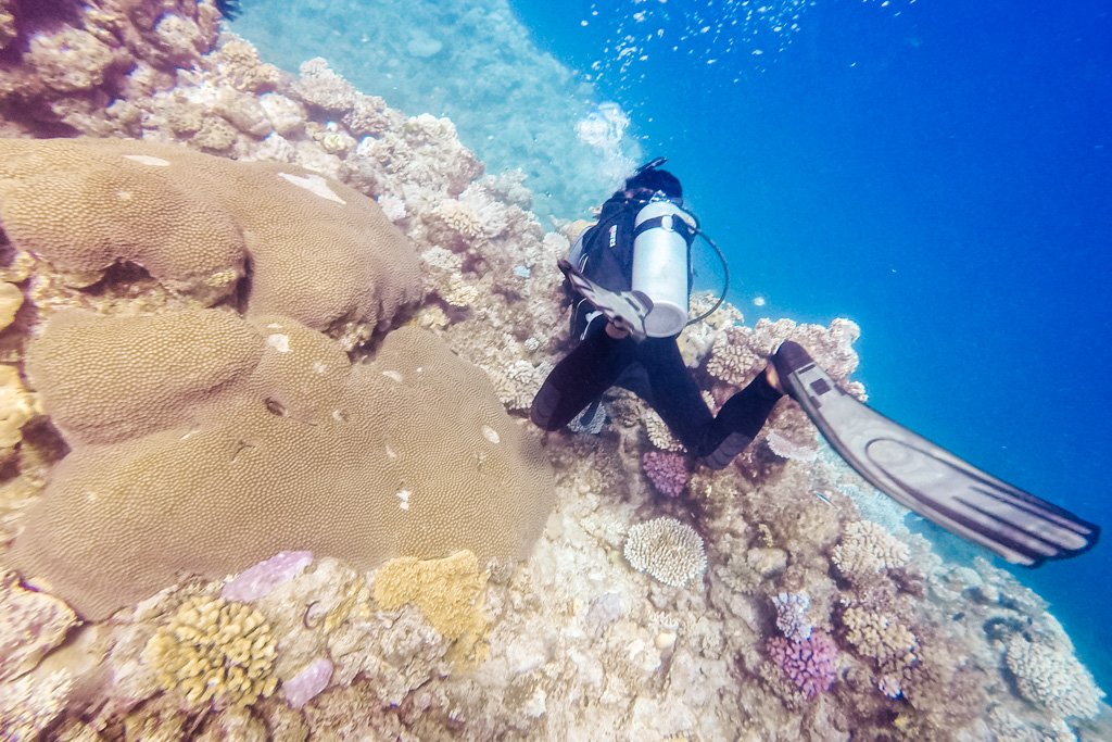 great barrier reef diving