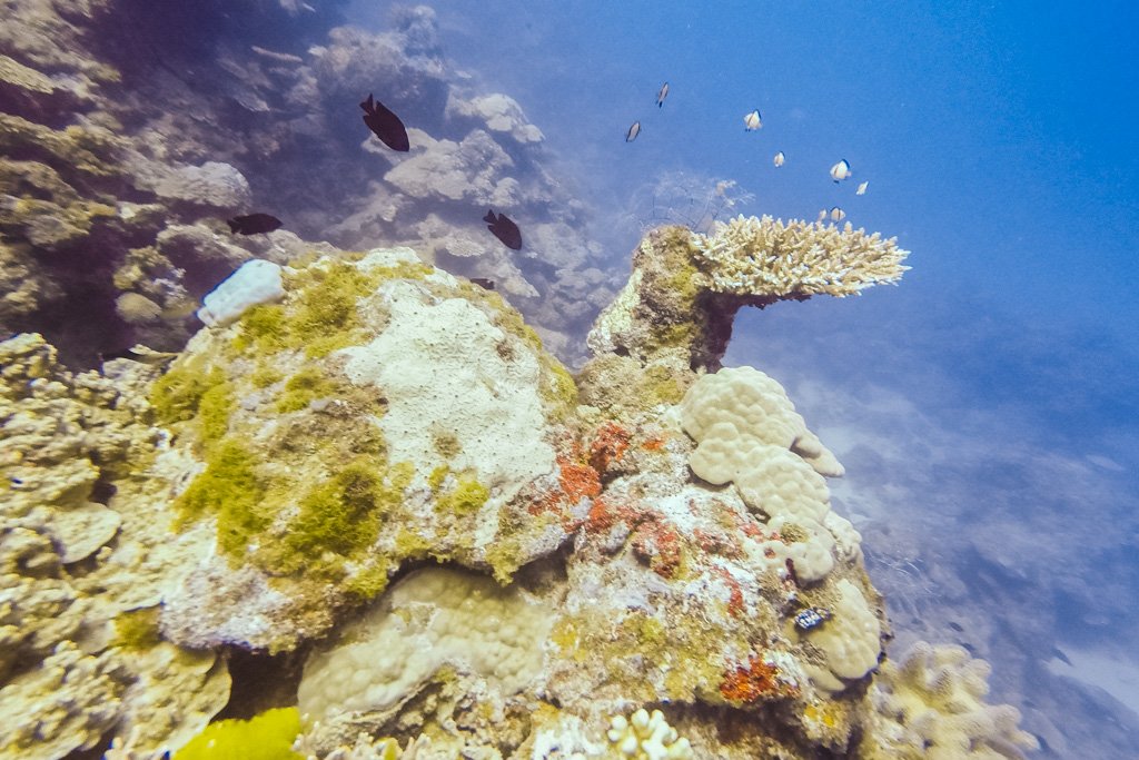 great barrier reef diving