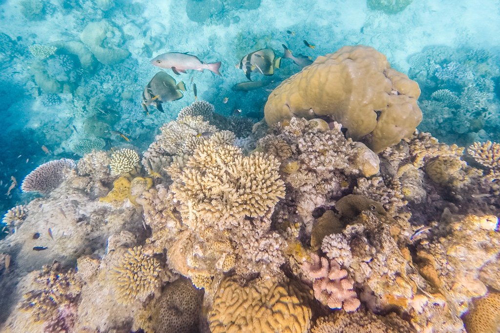 great barrier reef diving