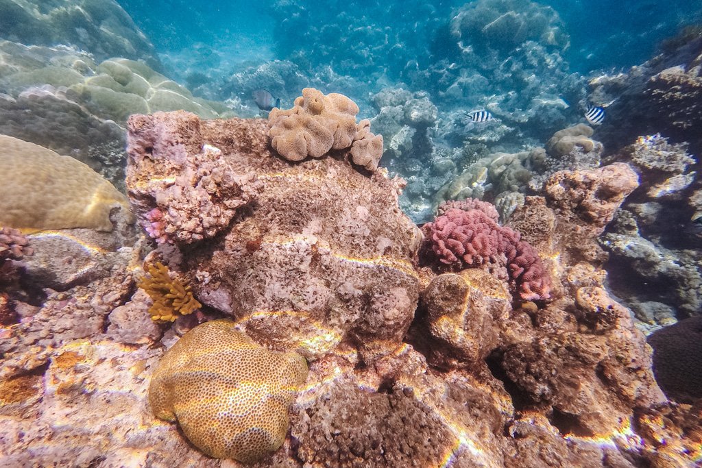 great barrier reef diving