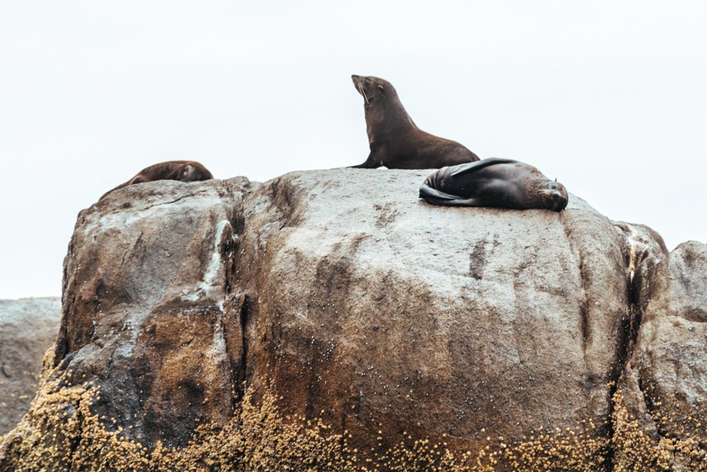 montague island seals