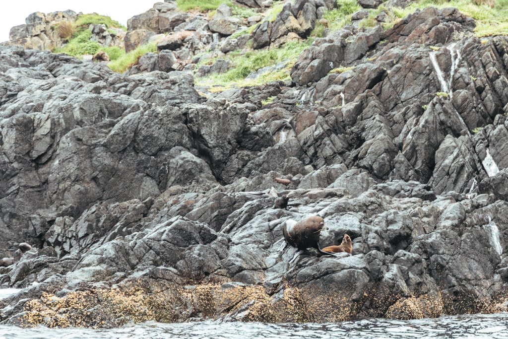 montague island snorkel