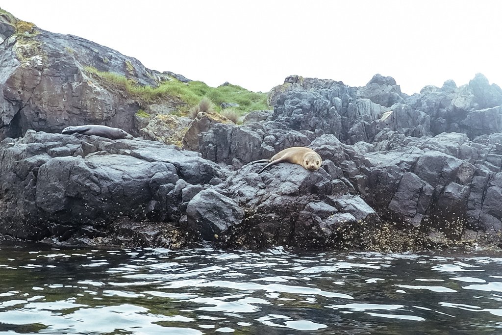 narooma seals