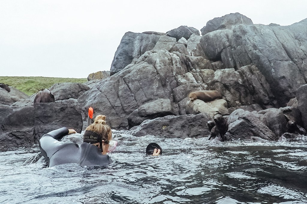 narooma seals