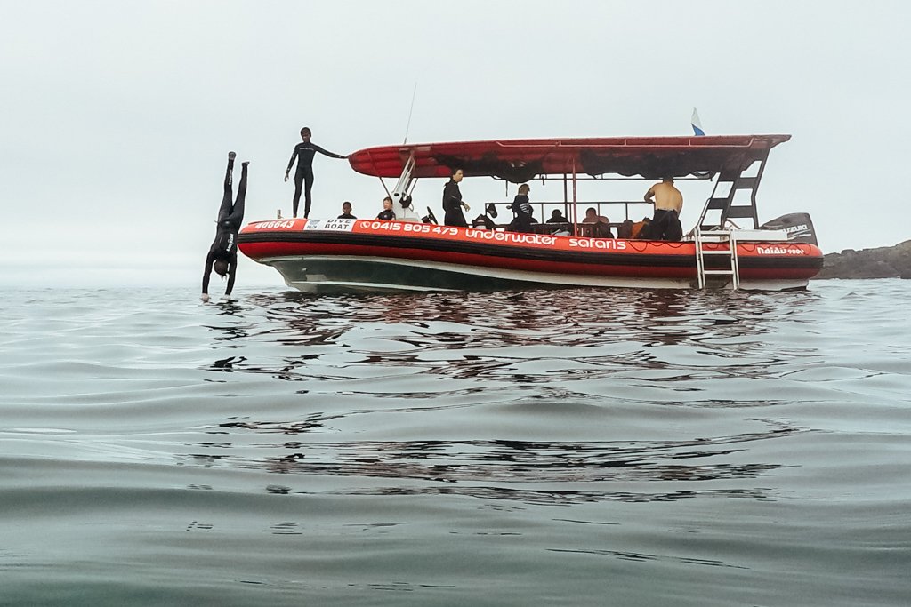 snorkel montague island