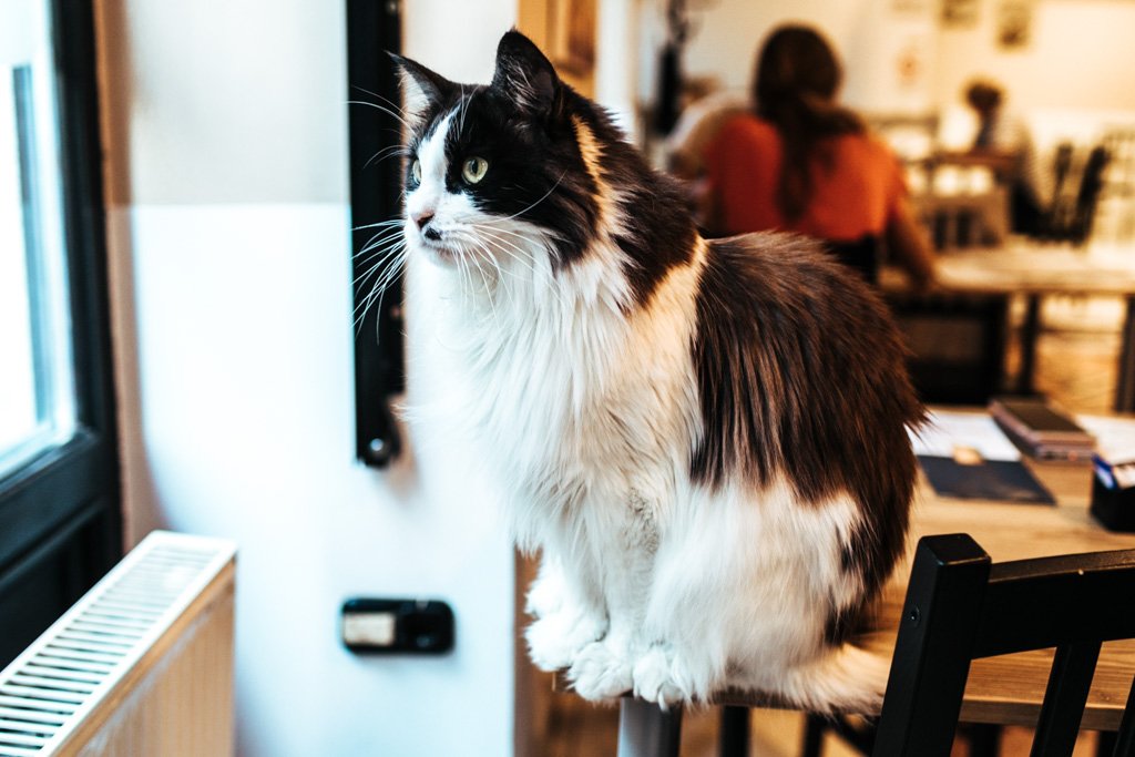 About Us – Cat Café Budapest