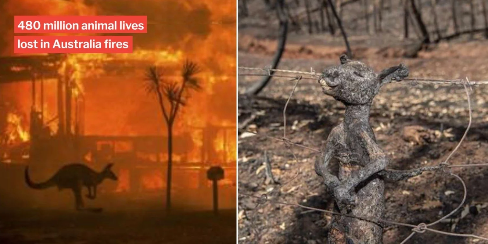 australian bushfires