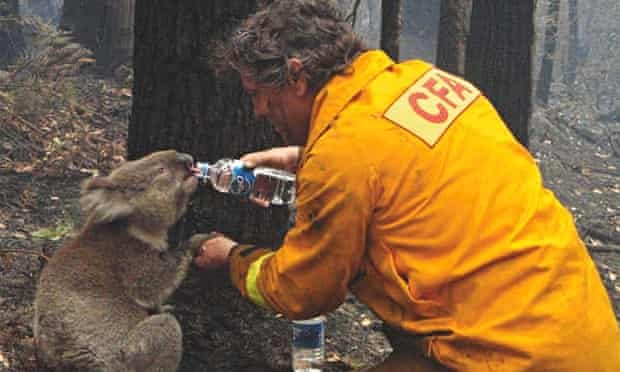 koala bushfire