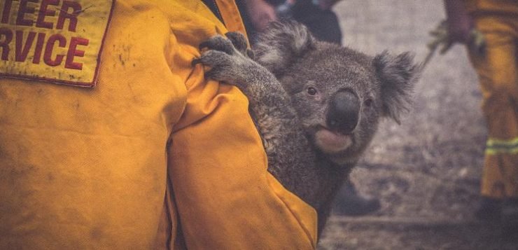 koala bushfires nsw