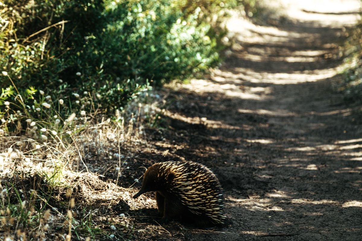 echidna