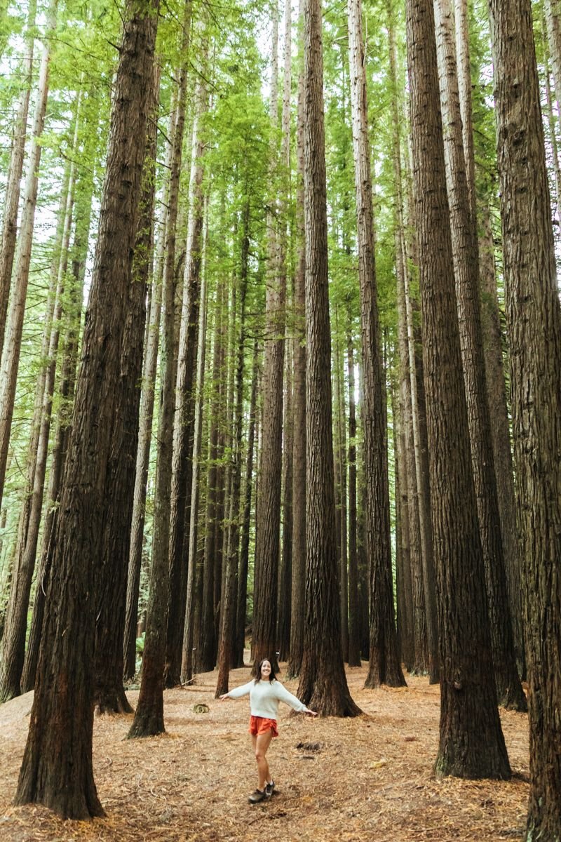 otway redwood forest