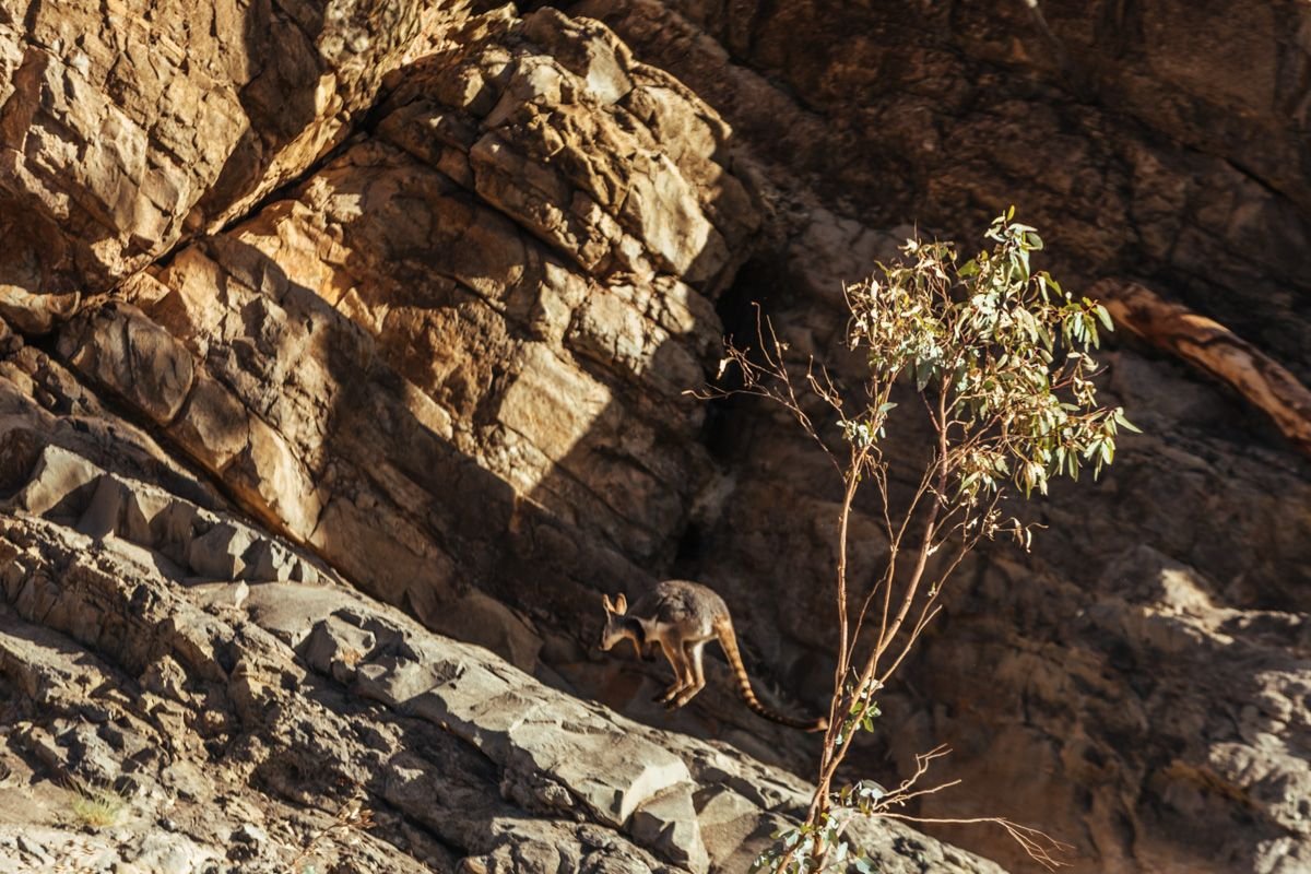 yellow footed rock wallaby