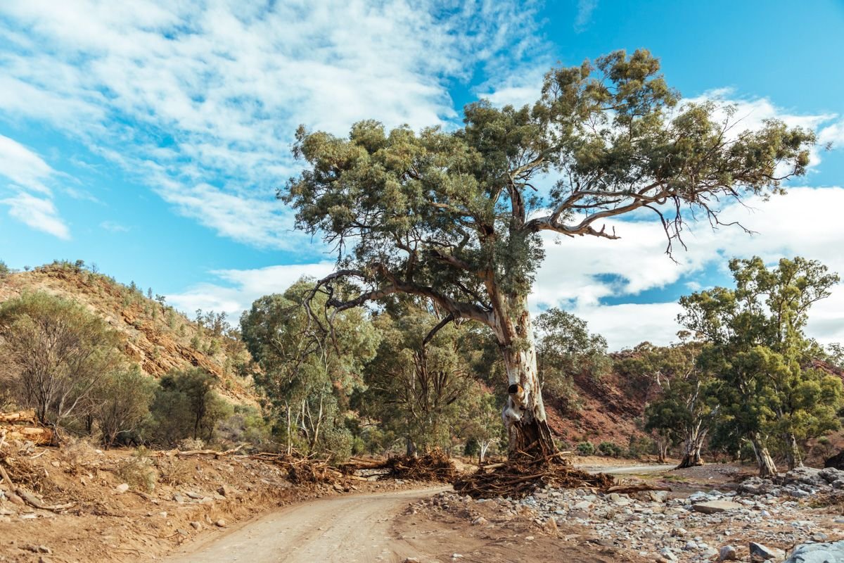 brachina gorge