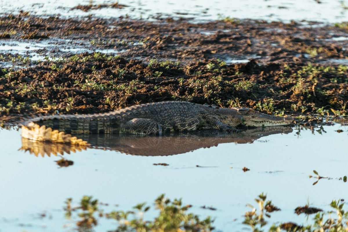 kakadu crocodile