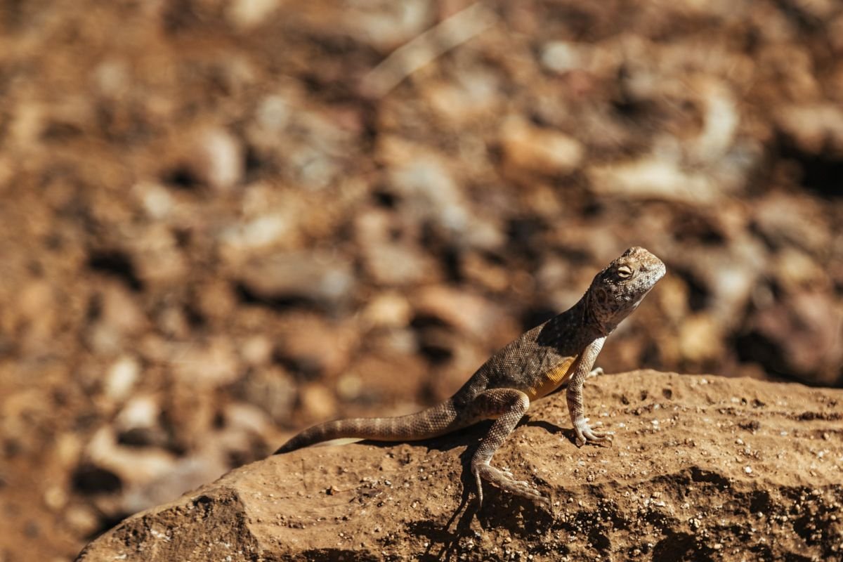 outback lizard