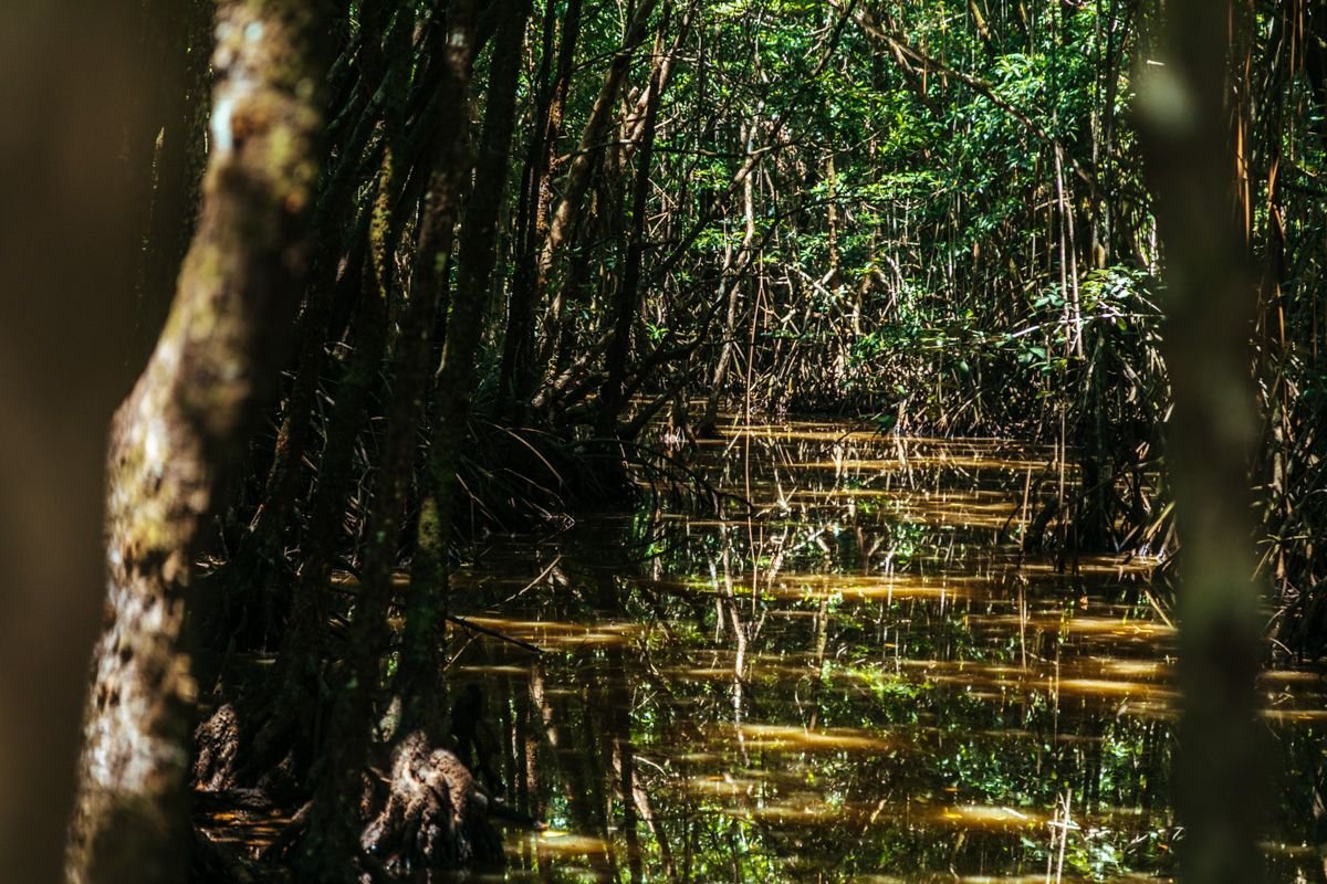 cape tribulation rainforest