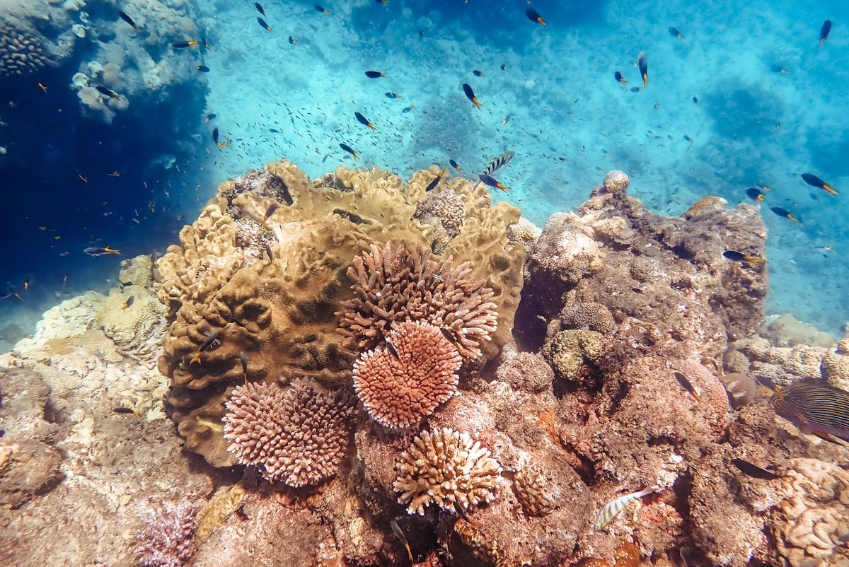 snorkeling green island