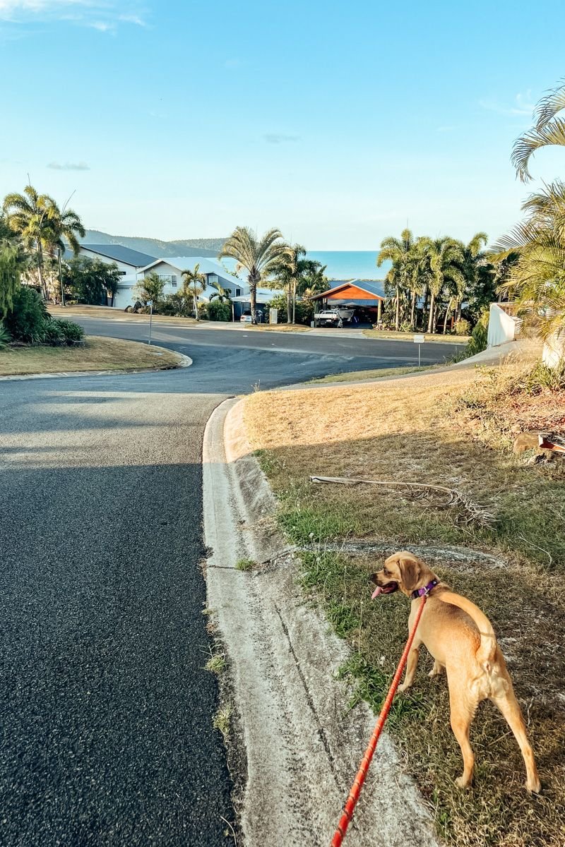 house sitting australia