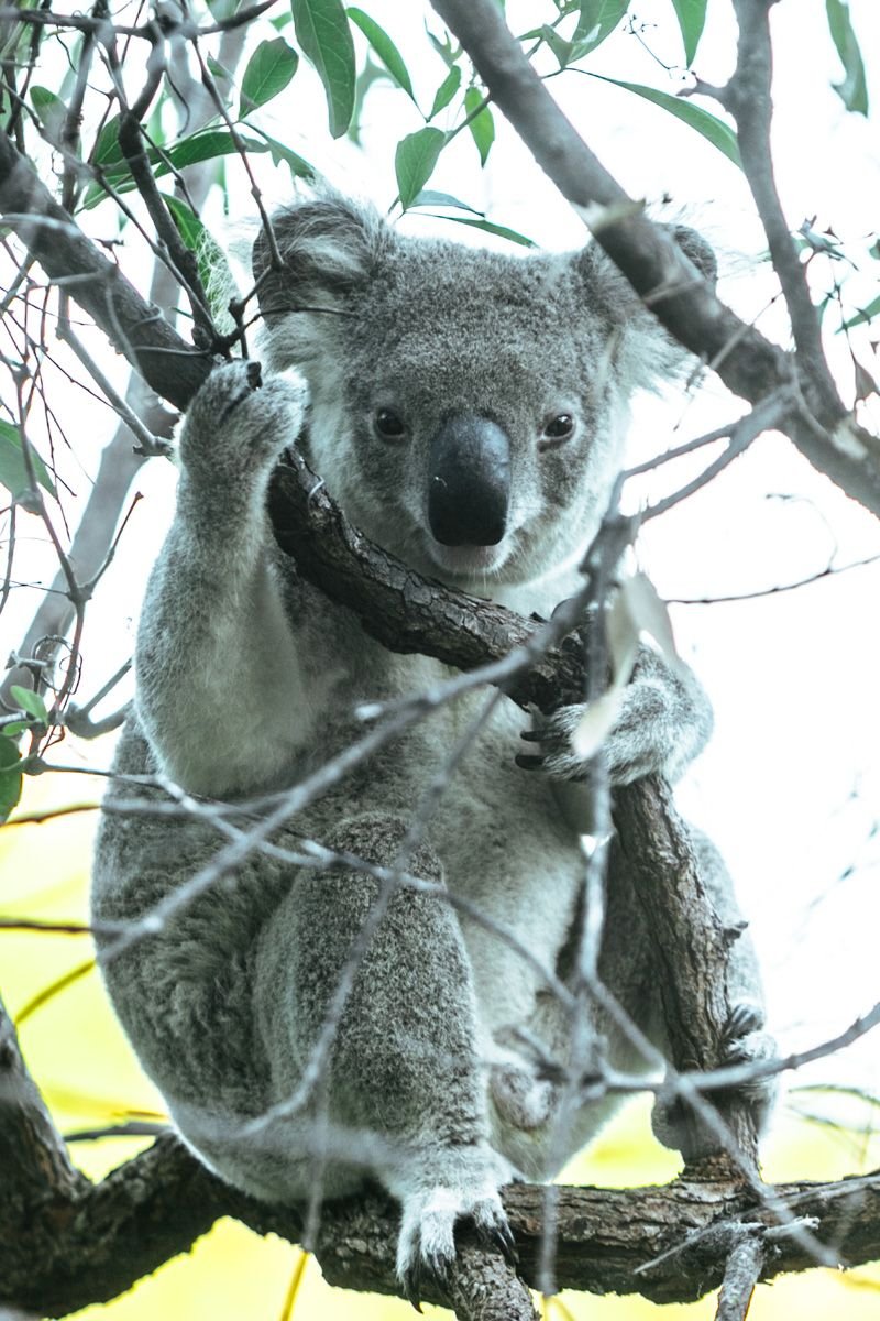 magnetic island koala