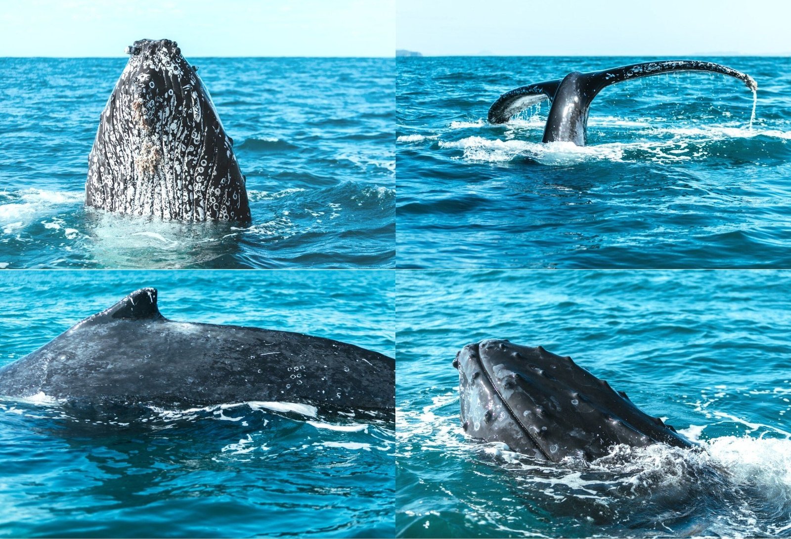 noosa whale watching