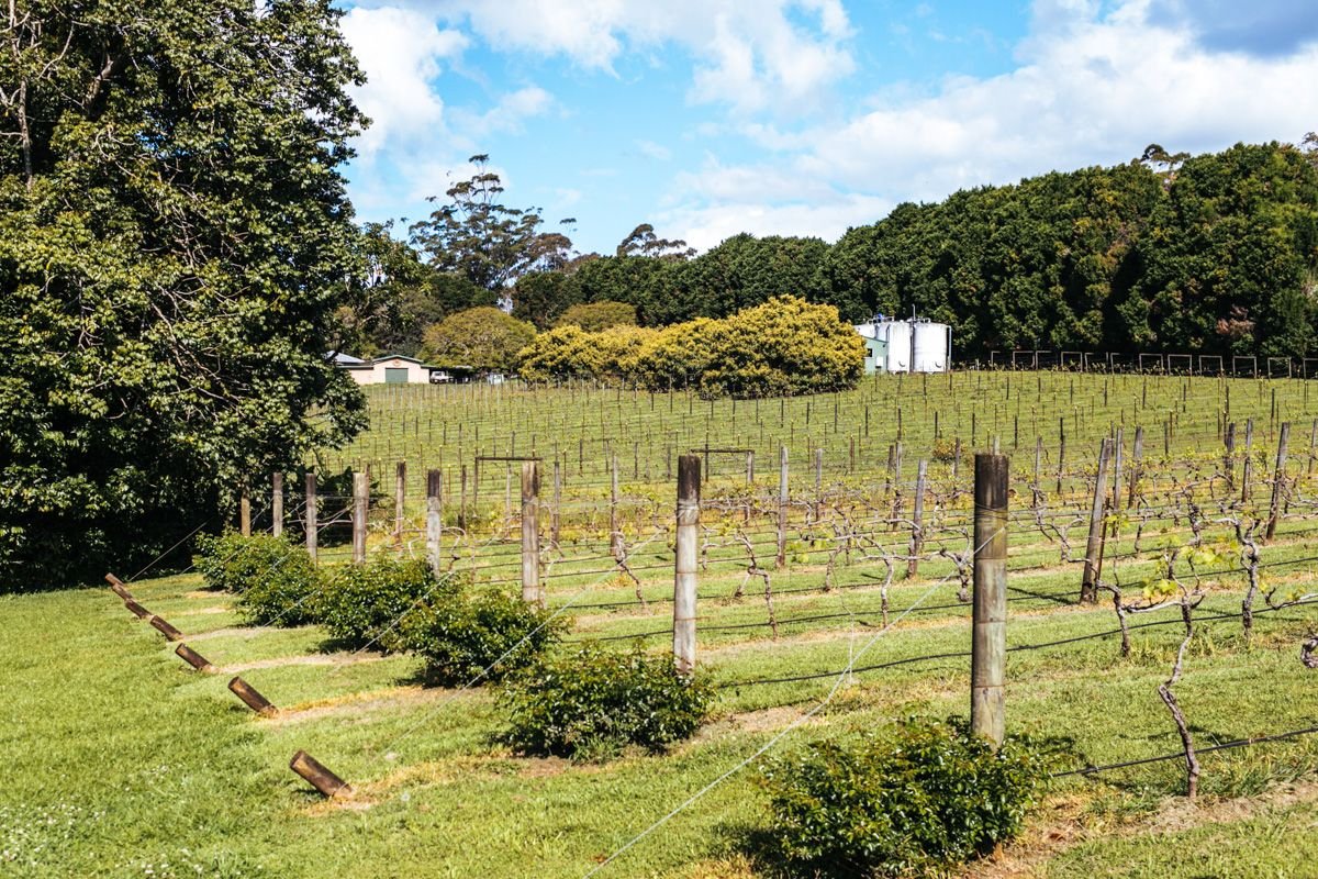 gold coast hinterland winery tours