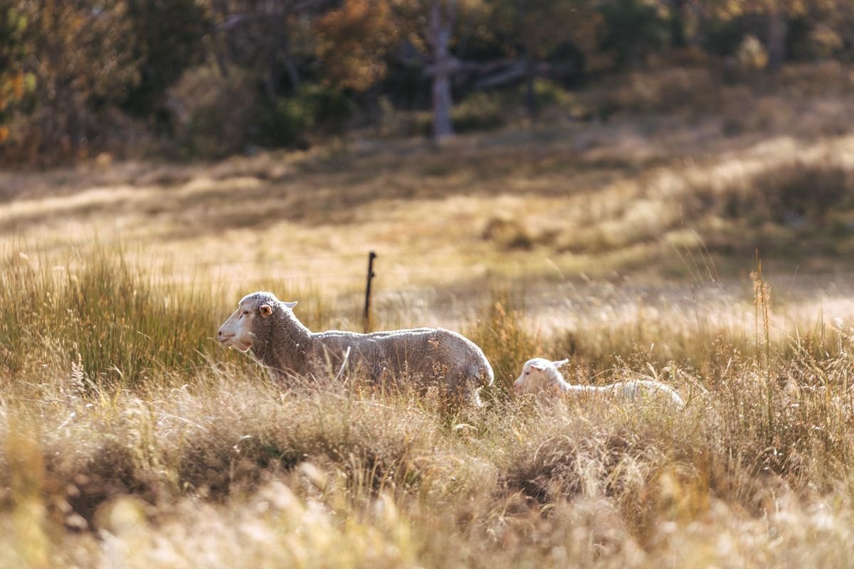 tenterfield hotels