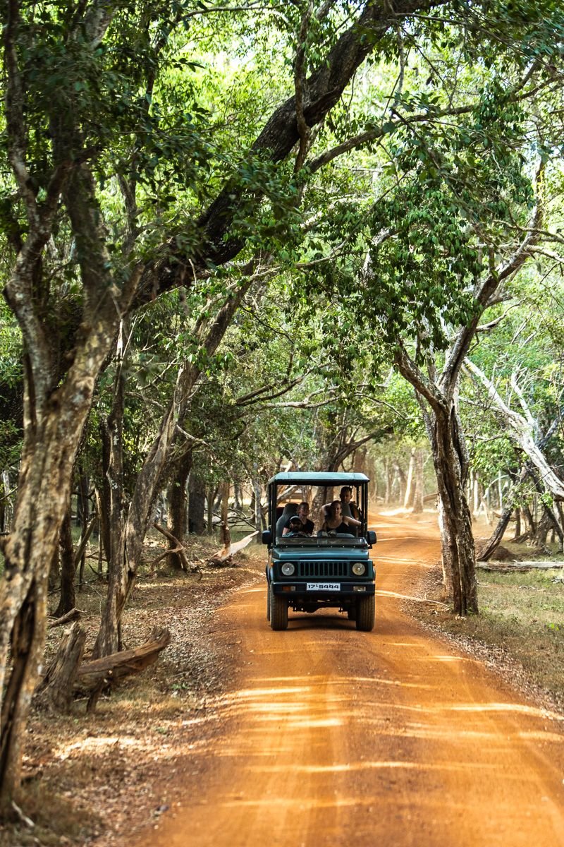 sri lankan safari